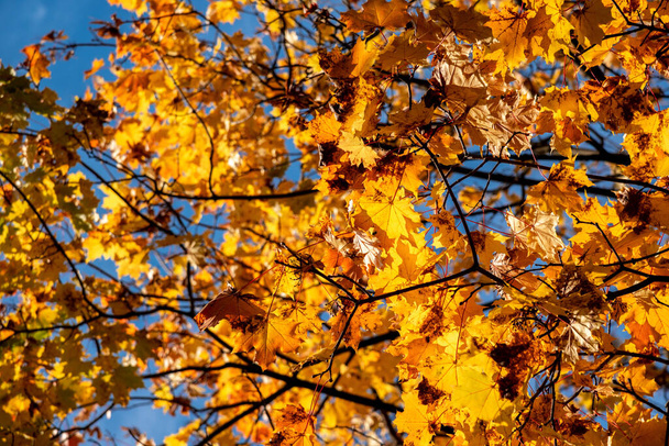 A maple tree branch in the blue-blue sky. Autumn maple leaves are yellow and orange. The seasonal nature background. - Photo, Image