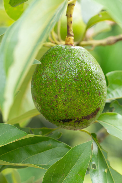 Avocado on plant or Raw avocado on tree fresh product in Thailand's organic farm,Avocado fruit on tree useful for works like brochure, magazine, food business or other industrial. - Photo, Image