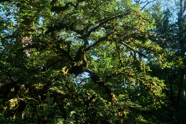 korony drzew z zielonymi liśćmi blokującymi niebo - widok z dołu w górę w gaju bukowym - Zdjęcie, obraz