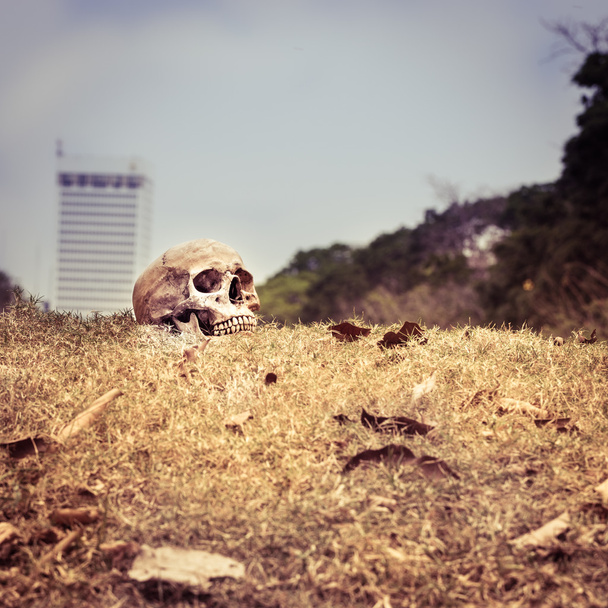 Natürmort kafatası - Fotoğraf, Görsel