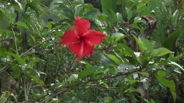 bloemen van thailand - Video