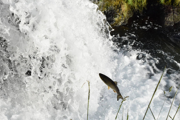 Saltare il pesce alle cascate del rinoceronte in Svizzera 20.5.2020 - Foto, immagini