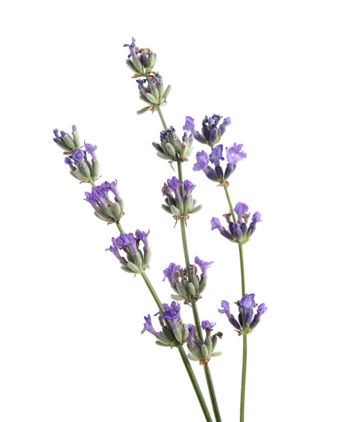 Beautiful lavender flowers on white background, closeup - Foto, imagen
