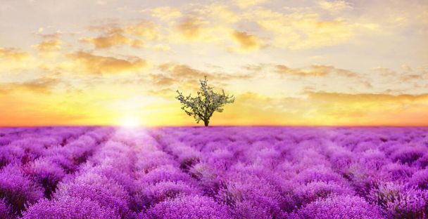 Beautiful lavender field with single tree under amazing sky at sunset. Banner design - 写真・画像