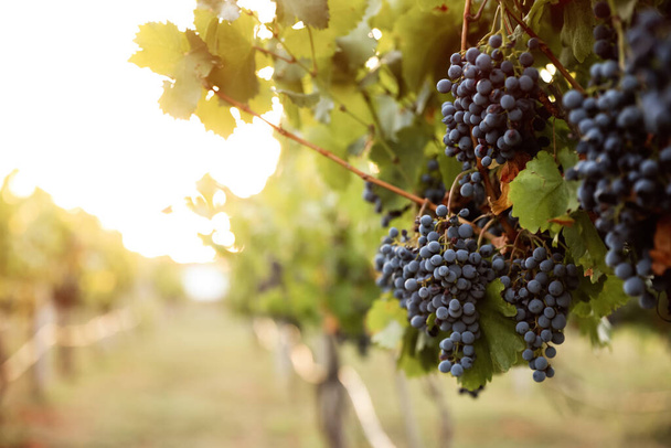 Delicious ripe grapes in vineyard. Harvest season - Φωτογραφία, εικόνα