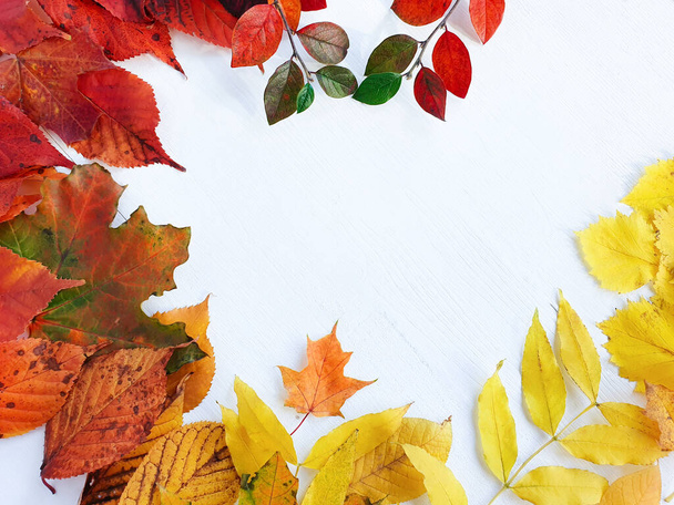 Hojas brillantes de otoño / otoño sobre una mesa de madera blanca. Vista superior, maqueta, plano. - Foto, Imagen
