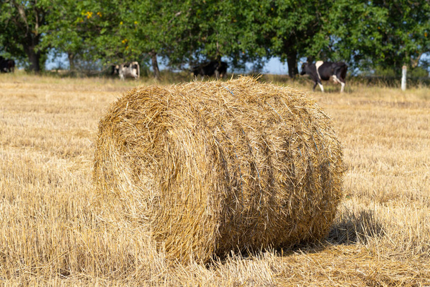 Сбор пшеницы. Круглые тюки соломы в поле. Коровы пасутся в поле. - Фото, изображение