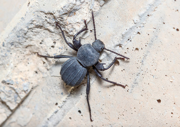 Scaurus rugulosus beetle climbing a concrete wall on a sunny day - Photo, Image
