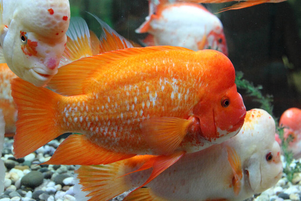 Tropical fish cichlasoma salvini, close-up - Photo, Image