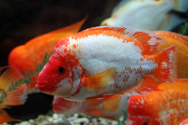 Tropical fish cichlasoma salvini, close-up - Photo, Image