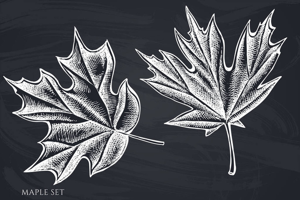 Vector set of hand drawn chalk maple - Vector, Image