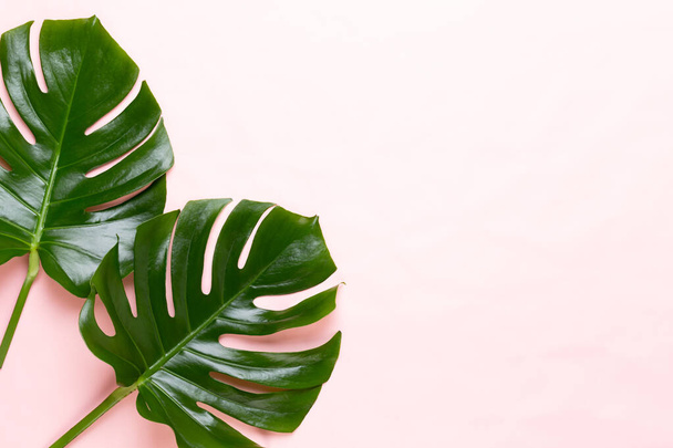 Monstera leaf on color background. Palm leaf, Real tropical jungle foliage Swiss cheese plant. Flat lay and top view. - Fotó, kép