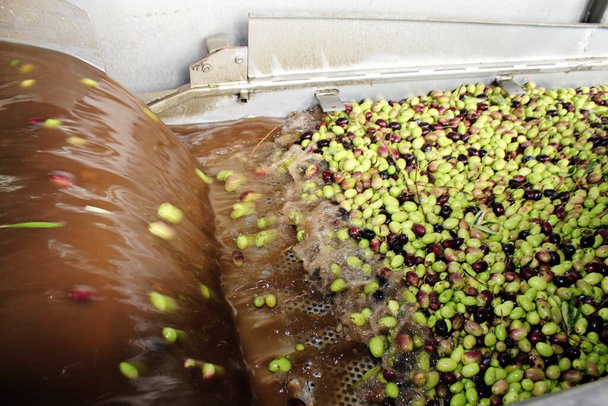 Oliivien puhdistaminen makealla vedellä oliiviöljytehtaalla ekstra-neitsytoliiviöljyn tuotantoprosessin aikana Ateenan laitamilla Kreikassa. - Valokuva, kuva
