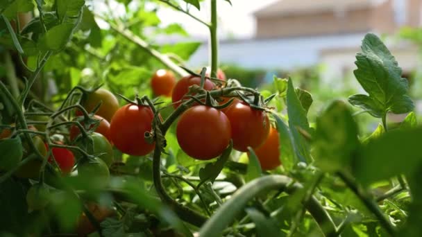 Scéna třešňových rajčat na slunci vypěstované větvi v zahradě s holí a zralá ke sklizni - Záběry, video