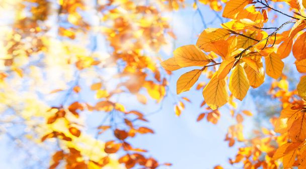 fall yellow leaves on the sunny pale sky background, fall natural seasonal background, web banner with sunlight - Foto, immagini
