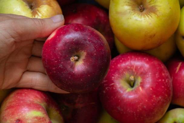 pomme à la main, de nombreuses pommes jaunes et rouges comme fond, fond de fruits - Photo, image