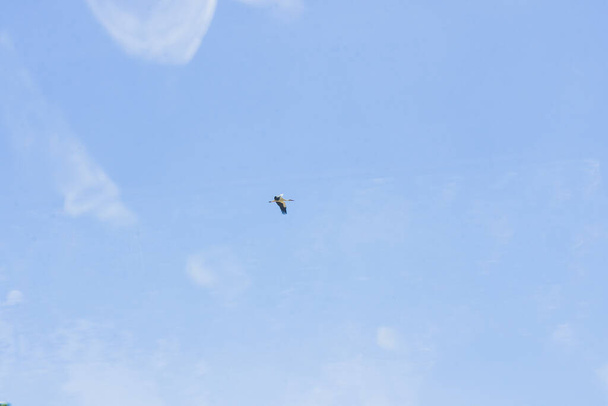 madár repül a tiszta égen, fényképezett az ablakon keresztül egy busz - Fotó, kép