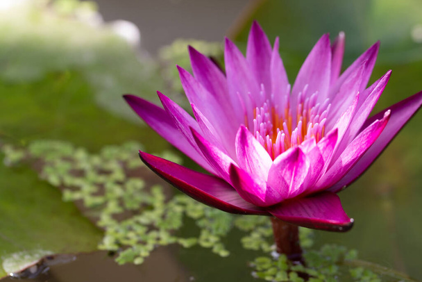 Close-up pink lotus water lily flower. - Photo, Image