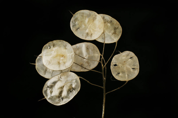 Annual honesty, Lunaria annua, silicle membranes isolated against black - Φωτογραφία, εικόνα