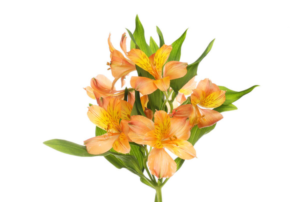 Orange alstroemeria flowers isolated against white - Zdjęcie, obraz