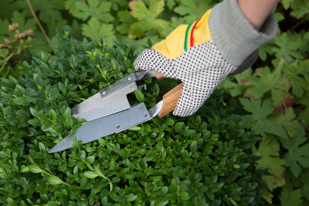 Przycinanie i kształtowanie bukszpanu (Buxus sempervirens) w rękawiczkach i nożycach ogrodniczych - Zdjęcie, obraz