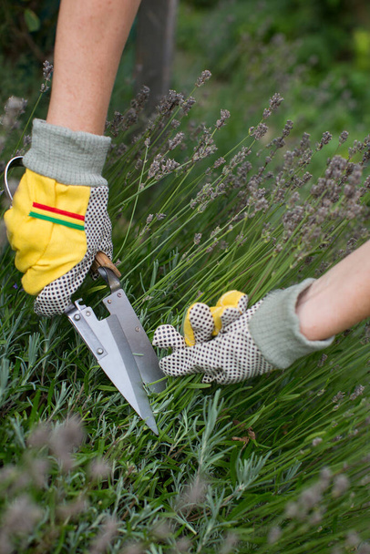 Pruning and shaping a lavender bush in the garden with gloves and pruning shears - Photo, Image