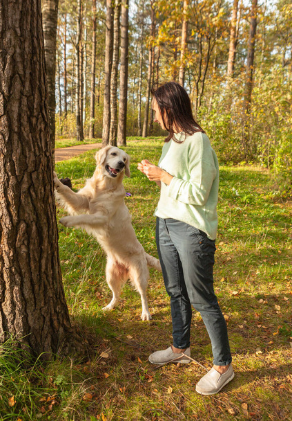 The girl trains a dog in the park. Golden Retriever. Teaching the dog commands - Foto, imagen