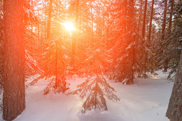 El bosque de coníferas de invierno cubierto de nieve está iluminado por los brillantes rayos del sol. Taiga siberiana en escarcha. Rayos de sol a través de árboles. Salida del sol, puesta de sol en el frío bosque nevado.Hermoso paisaje escénico - Foto, Imagen