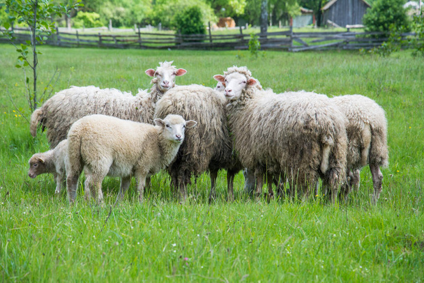 In estate, un gregge di pecore pascola in natura durante il giorno. Alcuni hanno le gambe legate con una corda. - Foto, immagini
