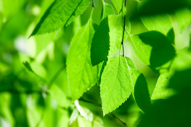 čerstvé zelené listy - Fotografie, Obrázek