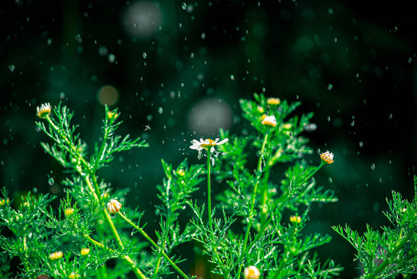 planta de manzanilla bajo las gotas de lluvia - Foto, Bild