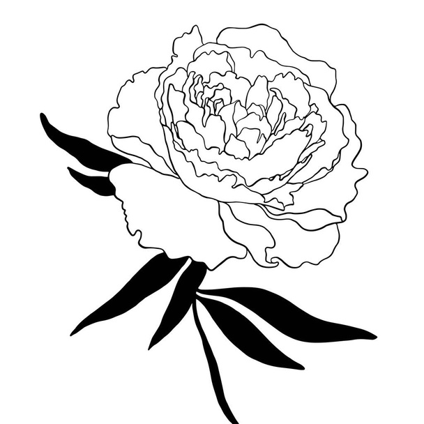 Kaunis linja taidetta pioni. Flower Romanttinen häät Vektori kuvitus. Luova tatuointi suunnittelu. Kaunis sisustus. Käsin piirretty kukka kuva. Käsin piirretty viivataide.  - Vektori, kuva
