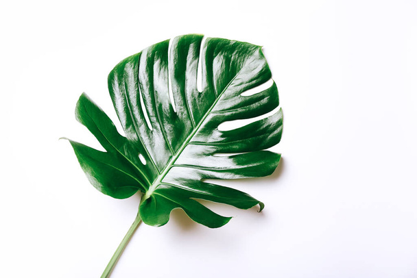 Monstera leaf on white background. Copy space. - Fotoğraf, Görsel