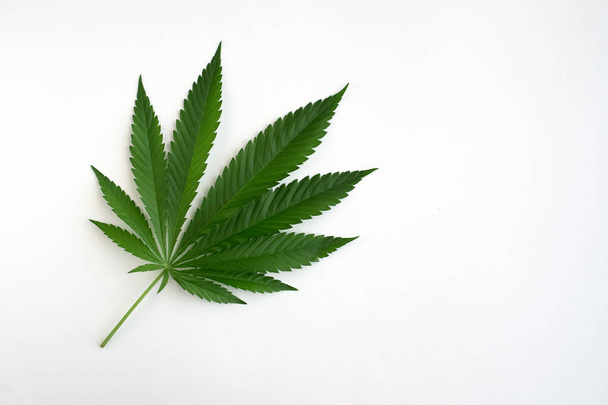 Green fresh leaf of hemp or cannabis isolated on white background. Natural plant for use in cosmetics. - 写真・画像
