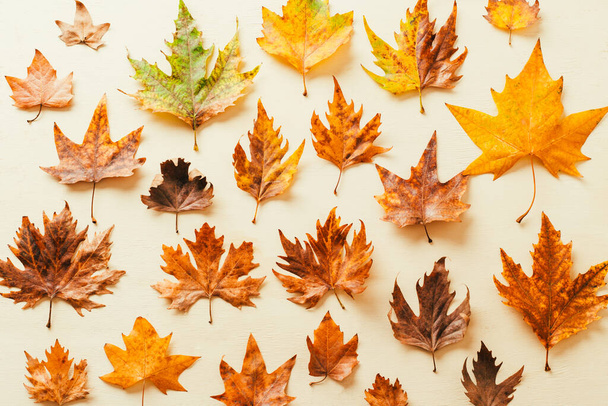 Осенний фон. сухие кленовые листья. Шаблон - Фото, изображение
