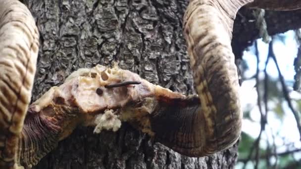 Gros plan sur une corne de chèvre accrochée à un arbre comme une tradition - Séquence, vidéo