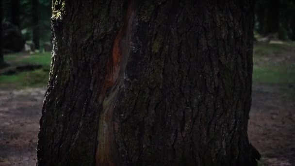 A fast circular shot of a evergreen trees bark - Video