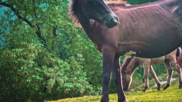 ヒマラヤ山脈の緑の牧草地で放牧茶色の馬-中程度のショット - 映像、動画