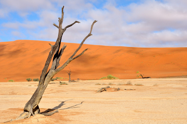 Esqueleto de árvore solitário, Deadvlei, Namíbia
 - Foto, Imagem