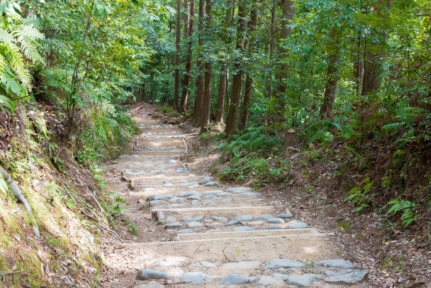 Wakayama, Japón - Entre Fushiogami-oji y Kumano Hongu Taisha en Kumano Kodo (Ruta Nakahechi) en Tanabe, Wakayama, Japón. Forma parte del Patrimonio de la Humanidad de la UNESCO. - Foto, Imagen