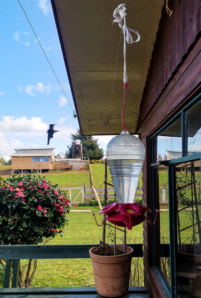 Twee kolibries vliegen in de lucht - Foto, afbeelding
