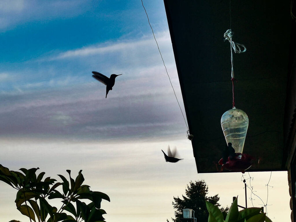 空を飛ぶ2羽のハチドリ - 写真・画像