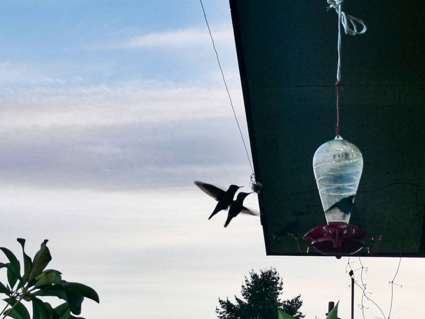 Dwie kolibry lecące na niebie - Zdjęcie, obraz