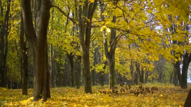 Sarı ağaçlar ve güneşli güzel sonbahar manzarası. Parkta renkli yapraklar var. Düşen yapraklar doğal arka plan. - Video, Çekim
