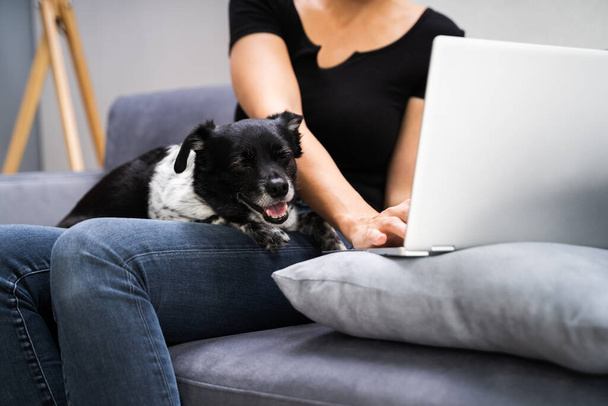 Las mujeres navegando por Internet o de compras en el ordenador portátil en el sofá con el perro - Foto, imagen