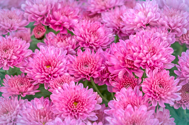 Crisântemo (feverfew) Flores roxas rosa close-up
 - Foto, Imagem