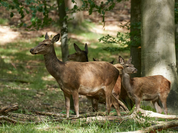Red deer (Cervus elaphus) in its natural habitat in Denmark - Photo, Image