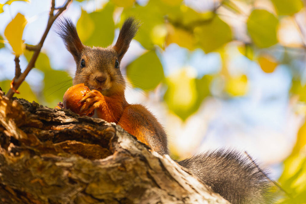 Esquilo de laranja Comer Maçã Branch Bottom View Retrato Esquilo de floresta bonito - Foto, Imagem