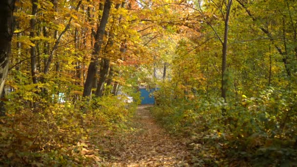 Piękny jesienny krajobraz z żółtymi drzewami i słońcem. Kolorowe liście w parku. Upadek pozostawia naturalne tło. - Materiał filmowy, wideo