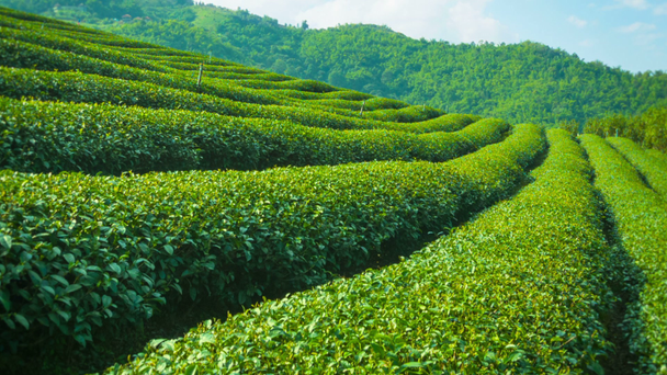 Video 1920x1080 - Growing tea close up. Highlands of Thailand - Footage, Video
